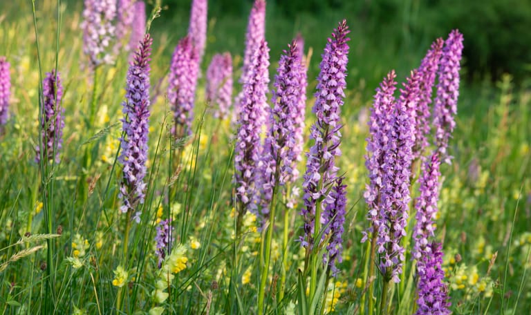 bloemen arboretum poort bulten