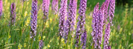 bloemen arboretum poort bulten