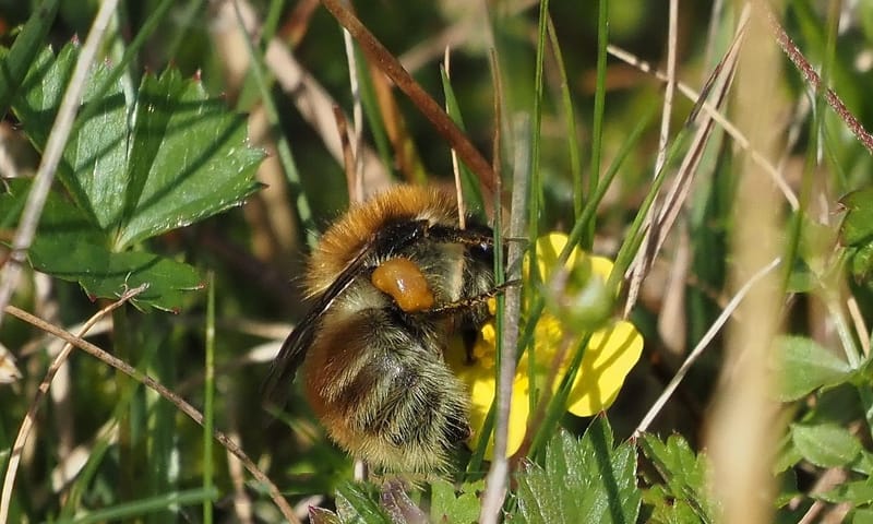 Heidehommel Heidehommel