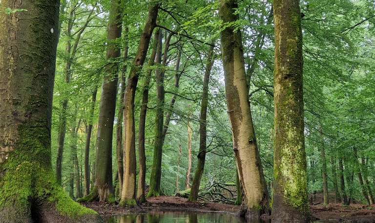 bomen bij de beek
