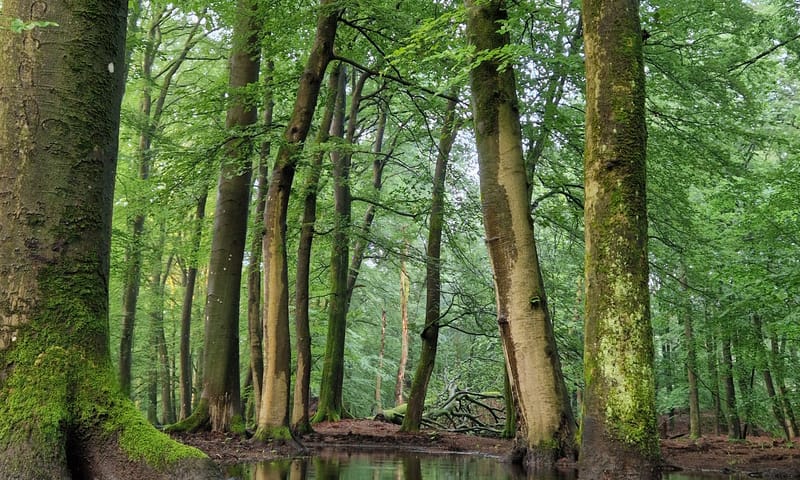 bomen bij de beek