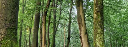 bomen bij de beek