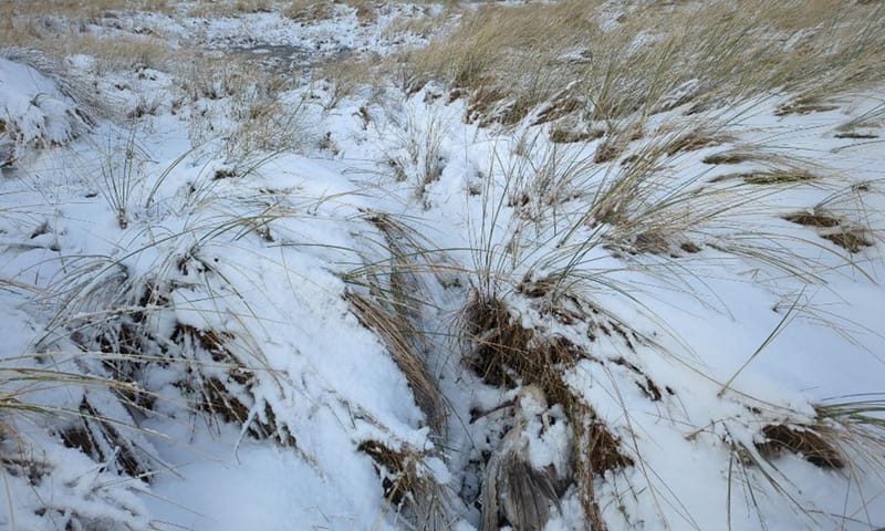 Lepelaar Nala gevonden in de sneeuw