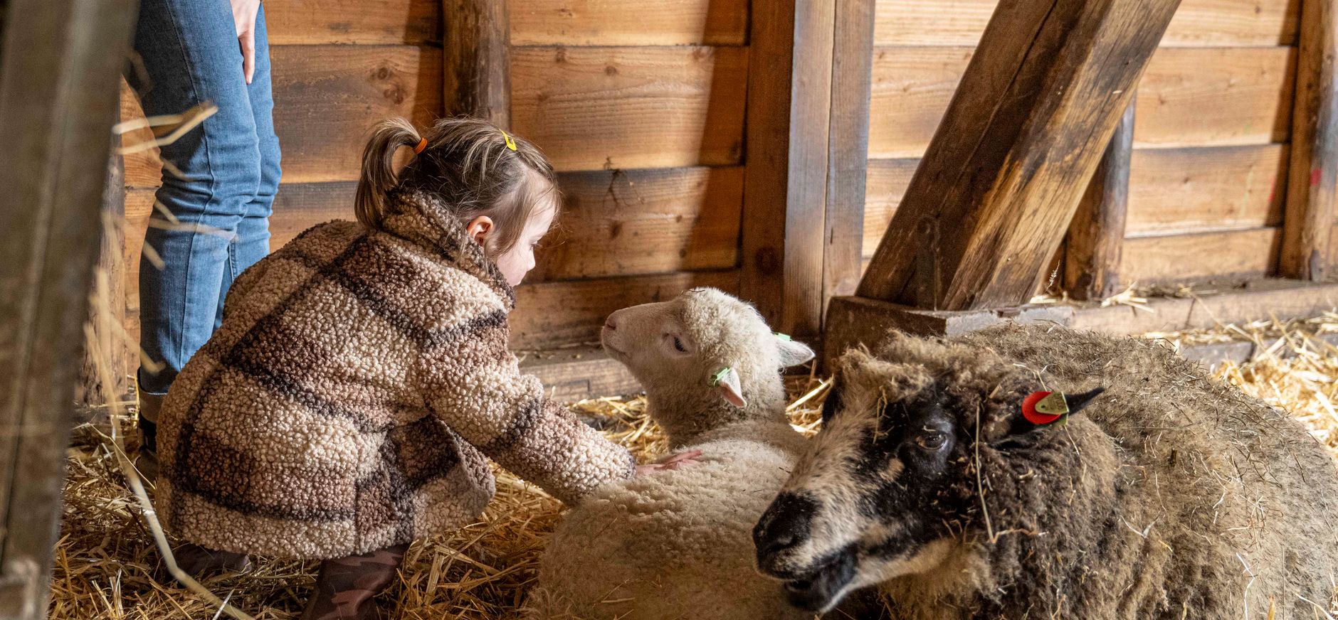 knuffelen met schaap knuffelen met schaap