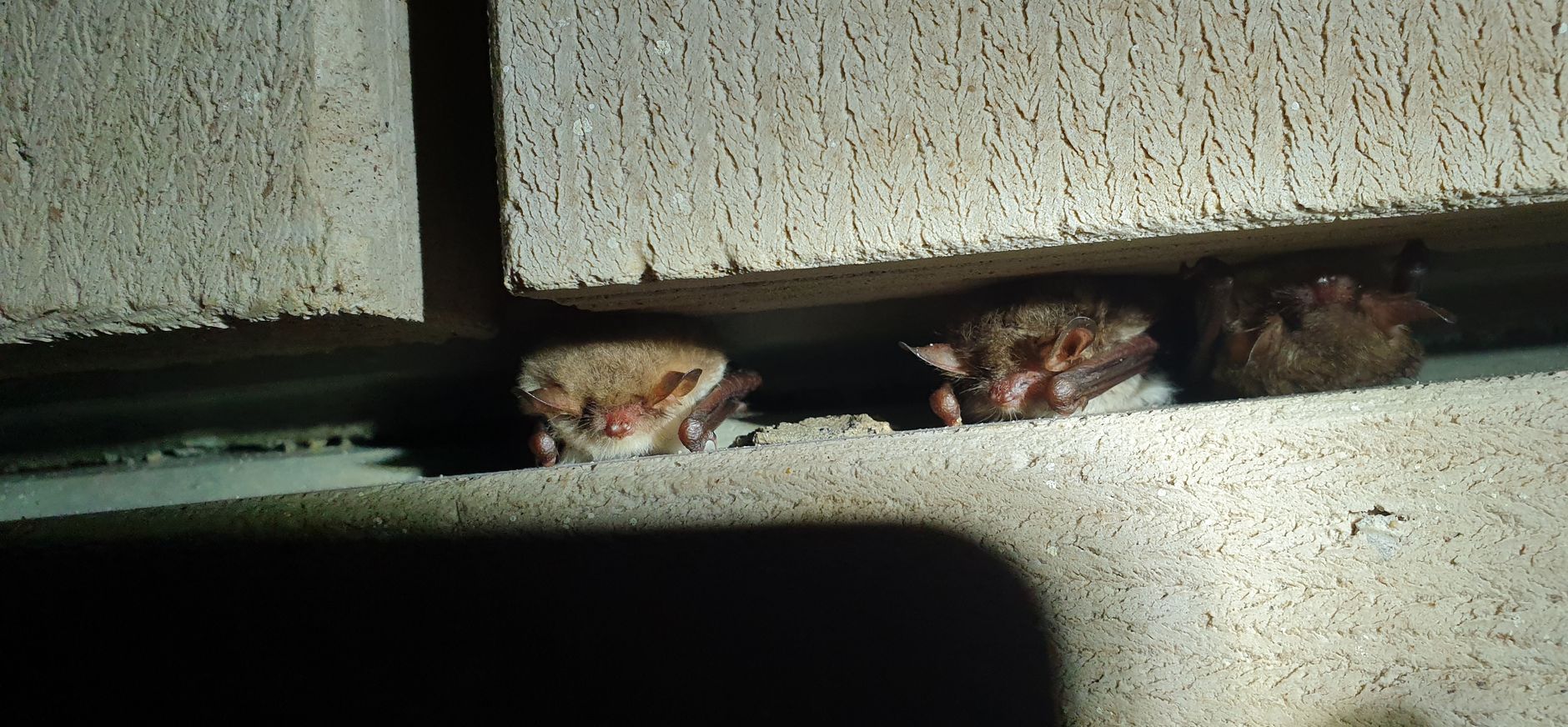 Vleermuis franjestaarten Vleermuis franjestaarten