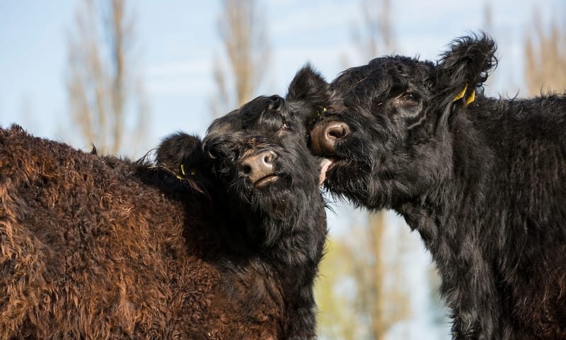 Galloways