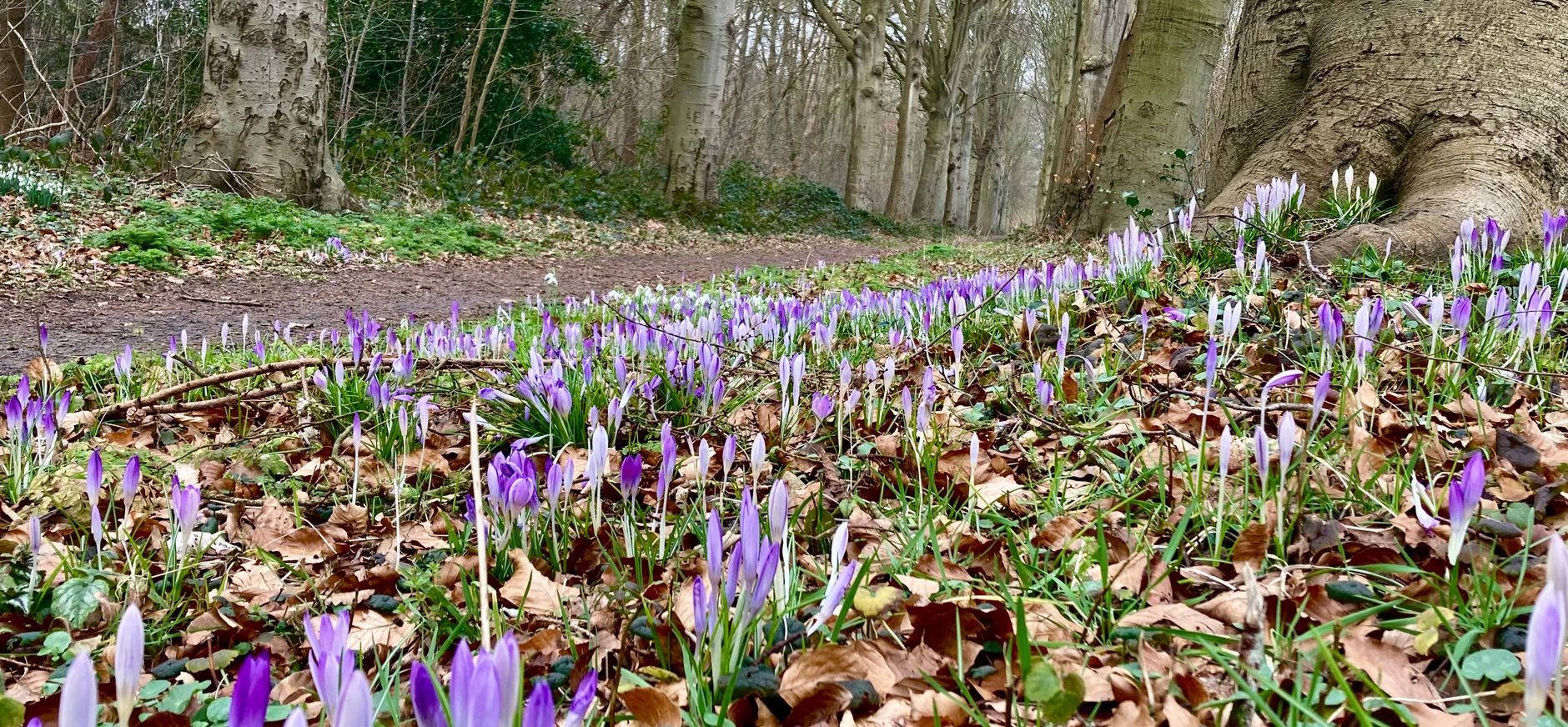 krokussen in het bos