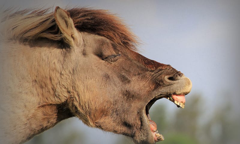 Konik