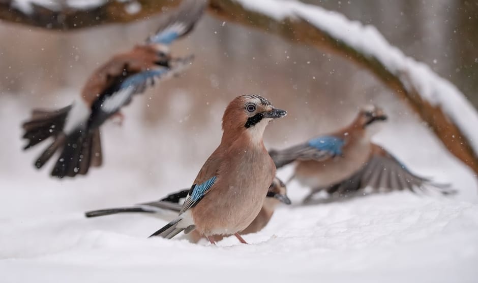 Gaaien in de sneeuw Gaaien in de sneeuw