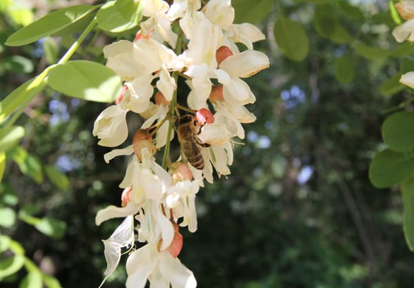 Honingbij op de bloeiwijze van de robinia pseudoacacia