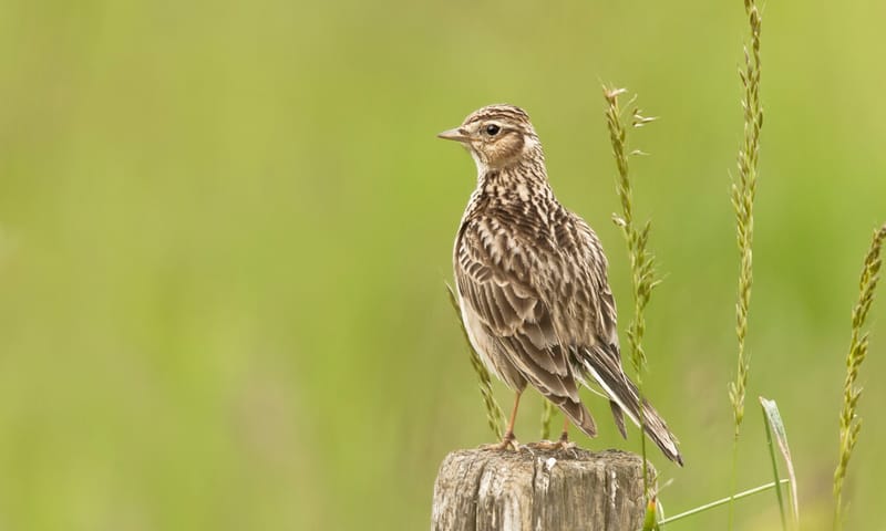 Veldleeuwerik op een weidepaal
