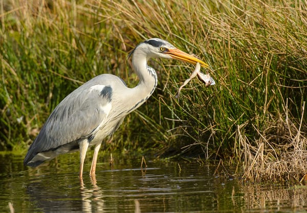 Reiger met kikker in de bek