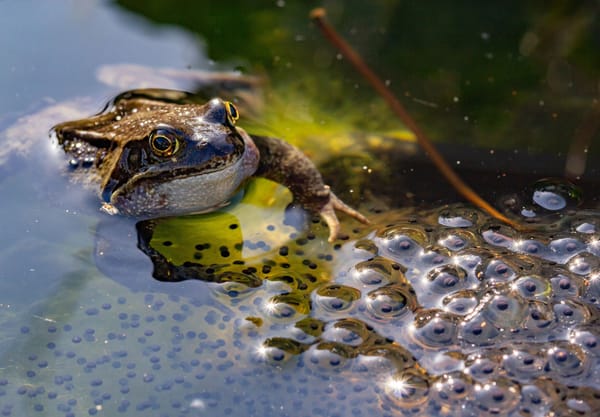 Bruine kikker bij kikkerdril