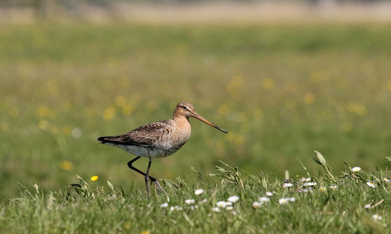 Grutto in een weiland met wat witte en gele bloemen