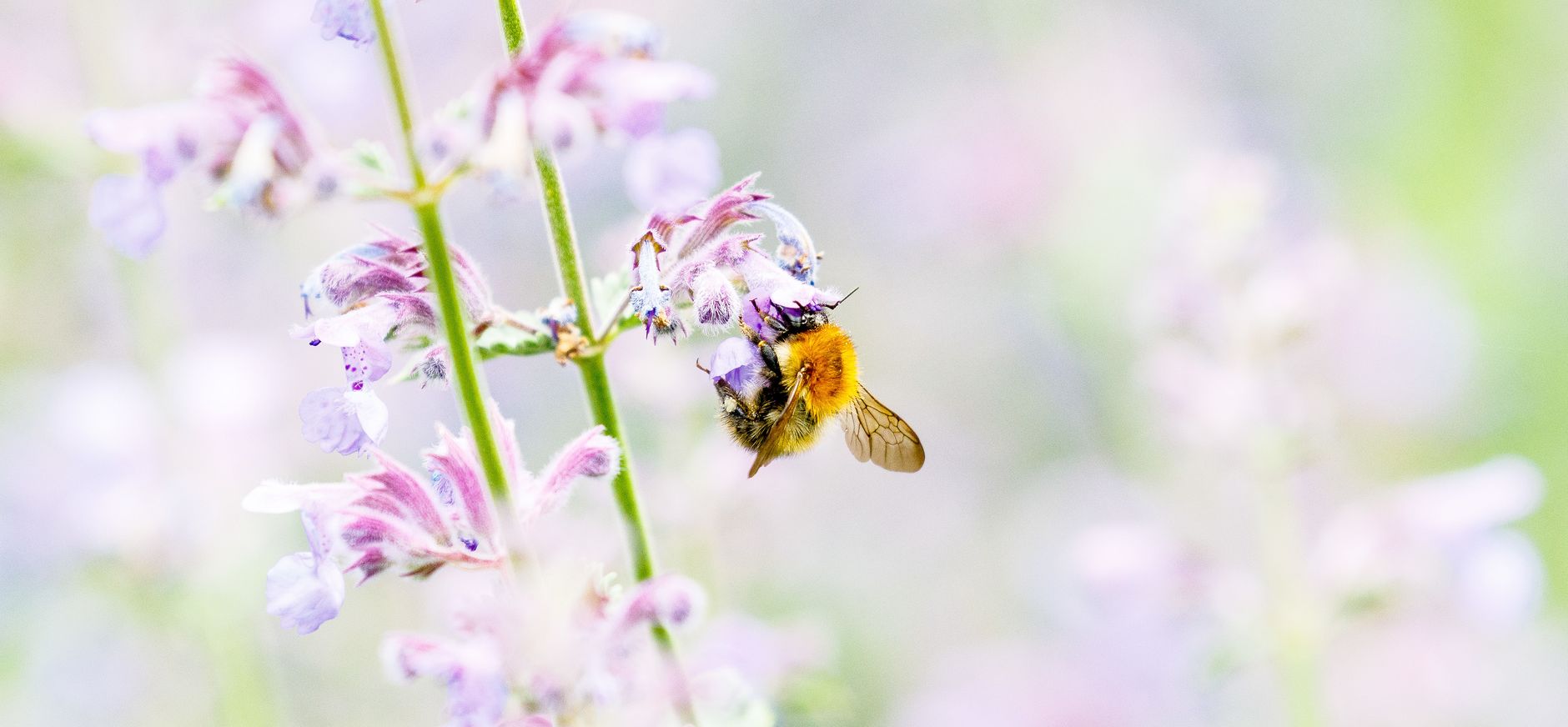 Hommel op een bloem