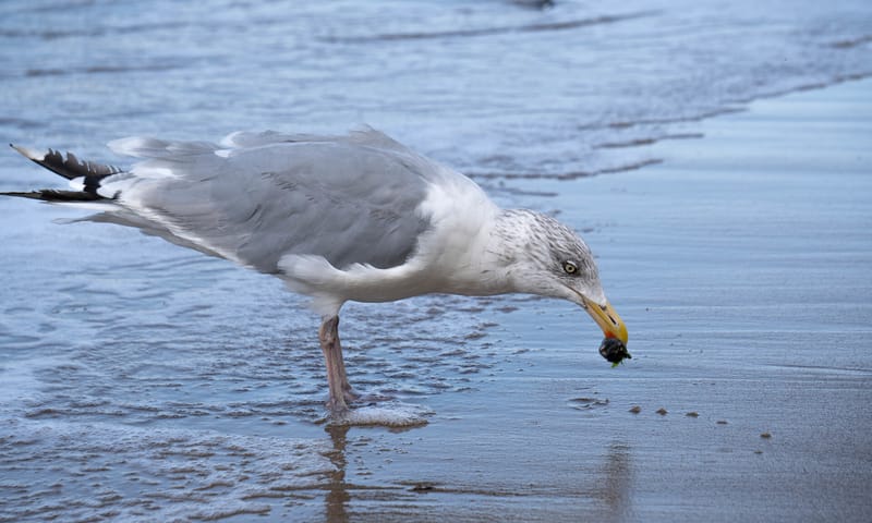 zilvermeeuw eten