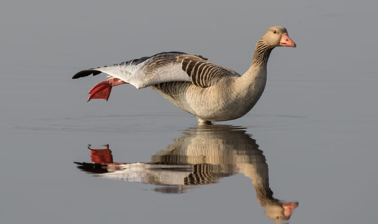 Grauwe gans Grauwe gans