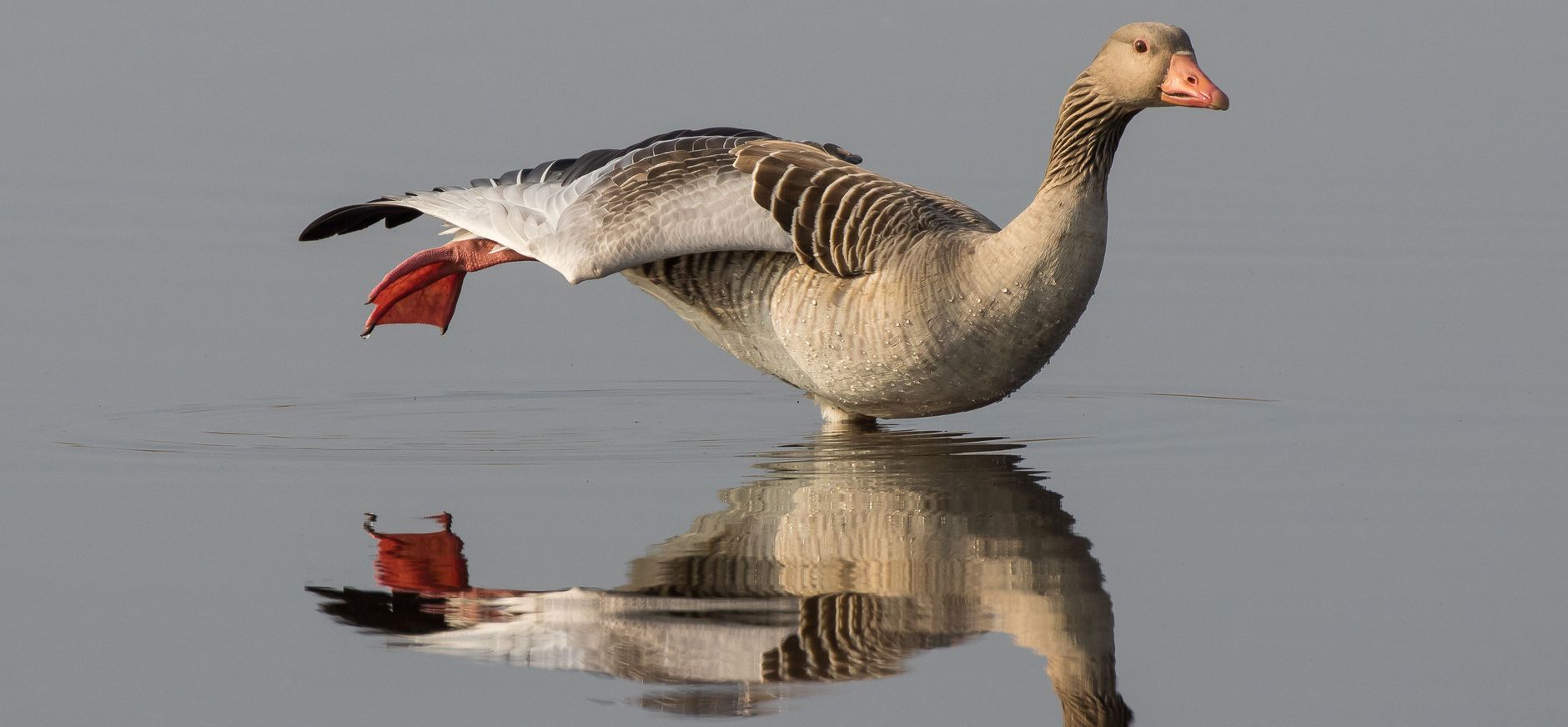 Grauwe gans Grauwe gans