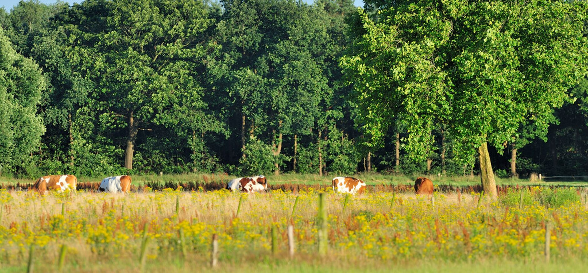 Verschillende graslanden in het Hengstven worden aan veehouders verpacht. Grasland met koeien in het Hengstven in de Loonse en Drunense Duinen