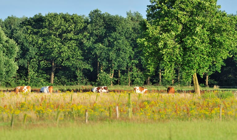 Koeien van een pachter begrazen de natuurgraslanden van het Hengstven. Koeien begrazen een grasland in het Hengstven
