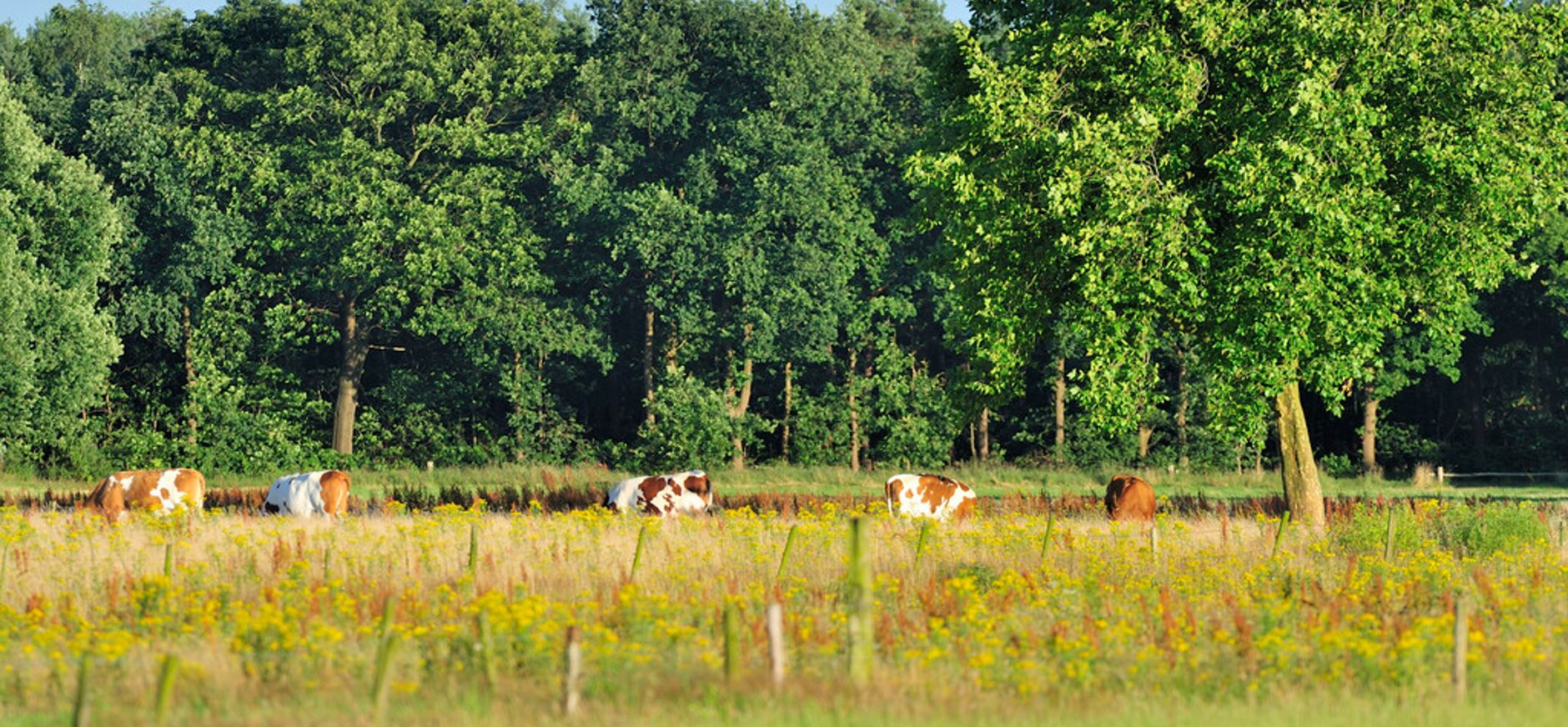 Koeien begrazen een grasland in het Hengstven
