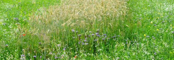Strokenteelt graan nabij Vlagtwedde in het Dal van de Ruiten Aa.