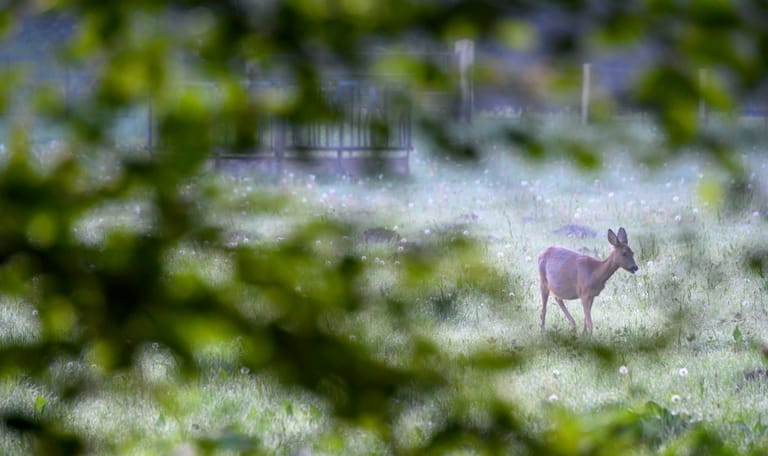 Ree op Buitenplaats Boekesteyn in de ochtend