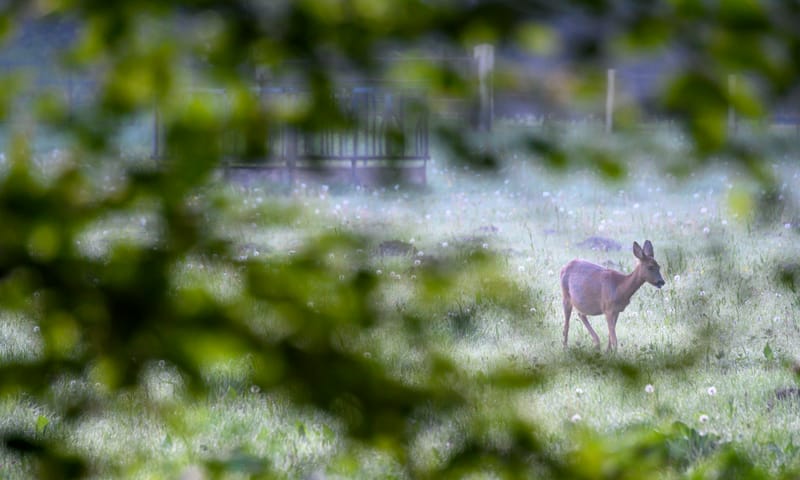 Ree op Buitenplaats Boekesteyn in de ochtend