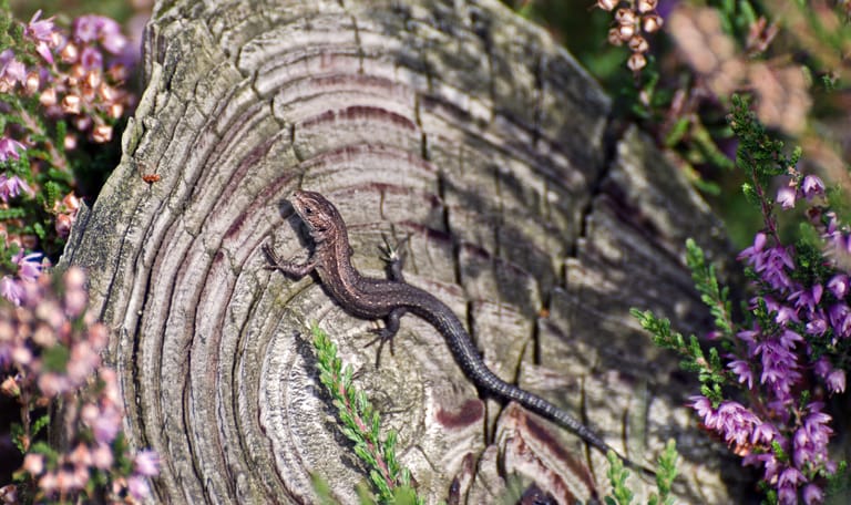 Levendbarende hagedis