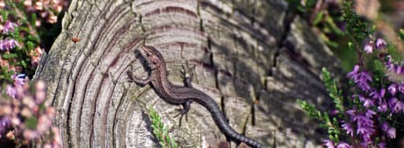 Levendbarende hagedis