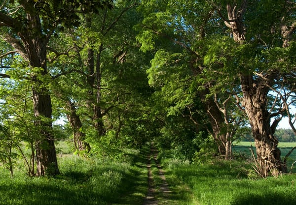 De laan met de Robinia pseudoacacia