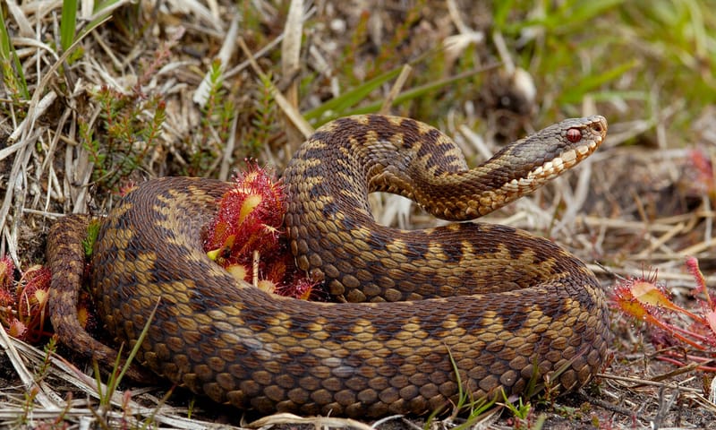 Adder