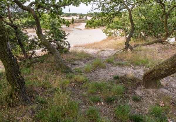 Boven op de randwal steken boomkronen van oude ondergestoven eiken nog uit het zand