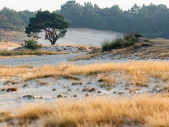 Stuifzandlandschap