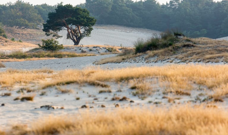 Stuifzandlandschap