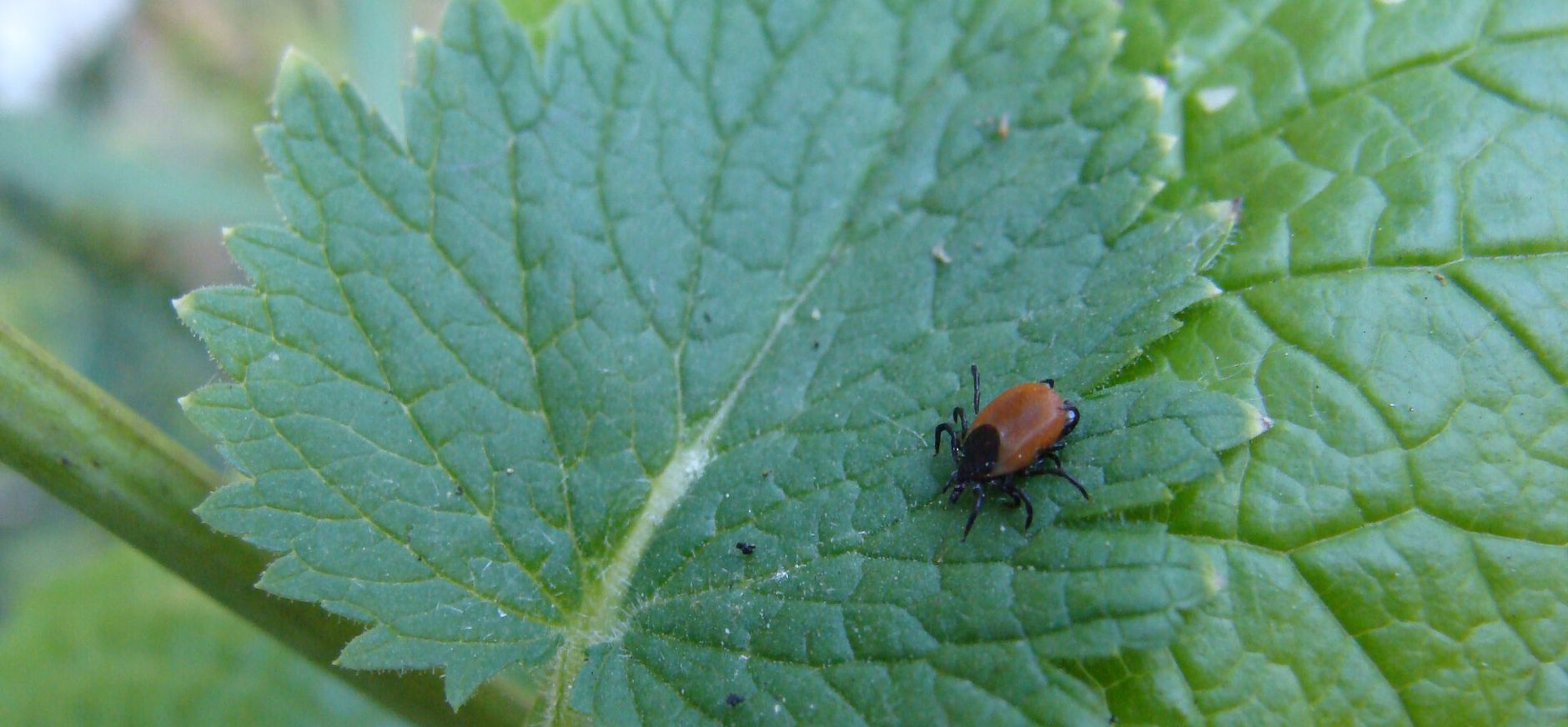 Een geduldige teek die op ene passant wacht