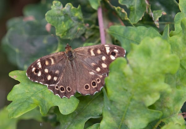 Bont zandoogje op een zomereik