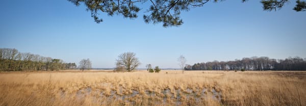 Dwingelderveld