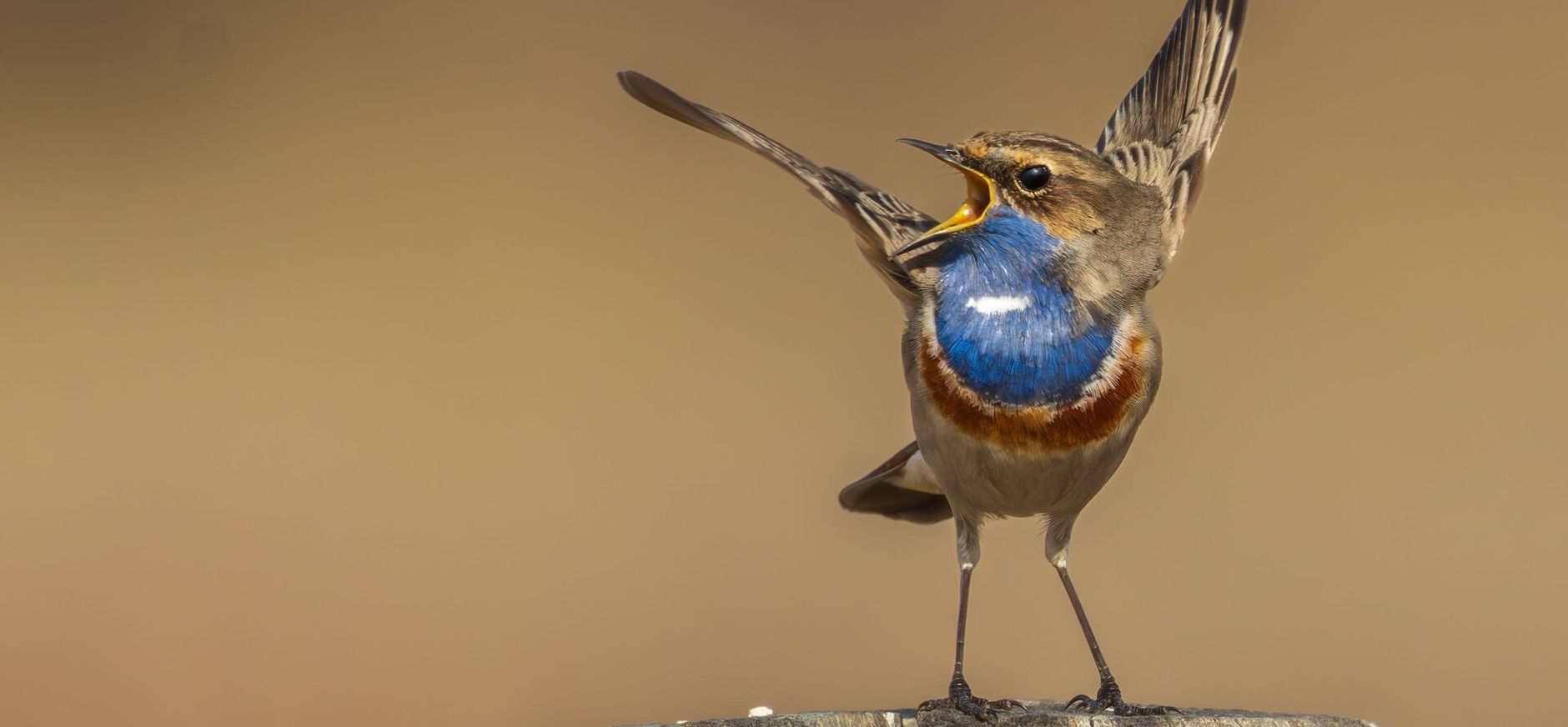 blauwborst