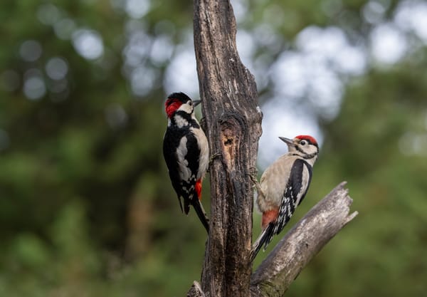Twee grote bonte spechten zoeken insecten in deze dode boom.