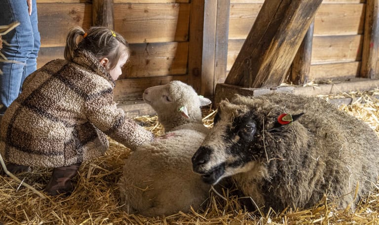 knuffelen met schaap
