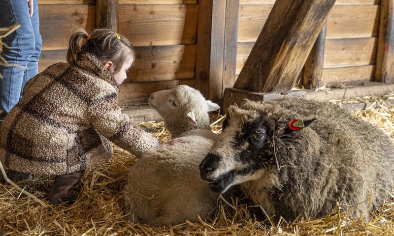 knuffelen met schaap