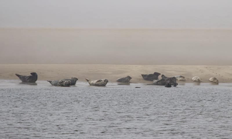 Zeehonden