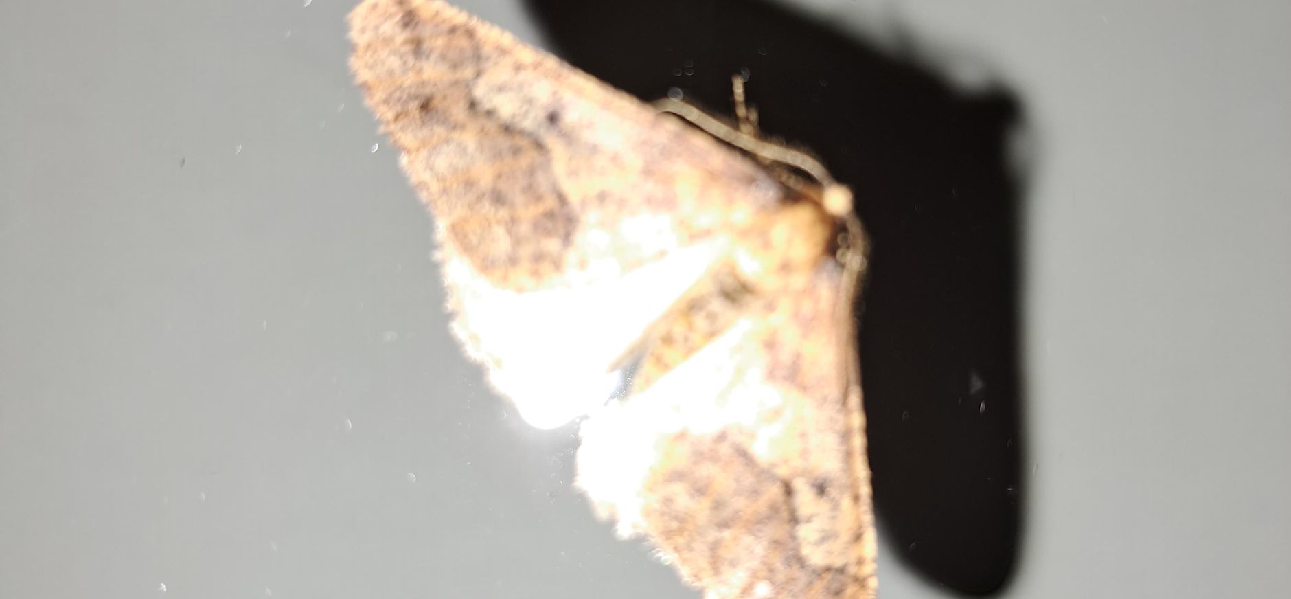 de grote wintervlinder