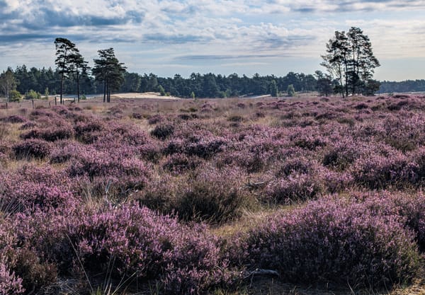 In augustus en september bloeit de heide prachtig paars