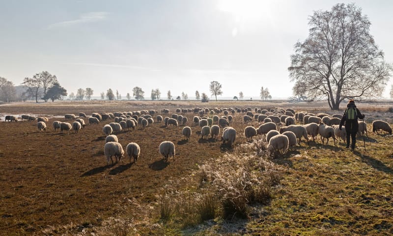 Drentse heideschapen