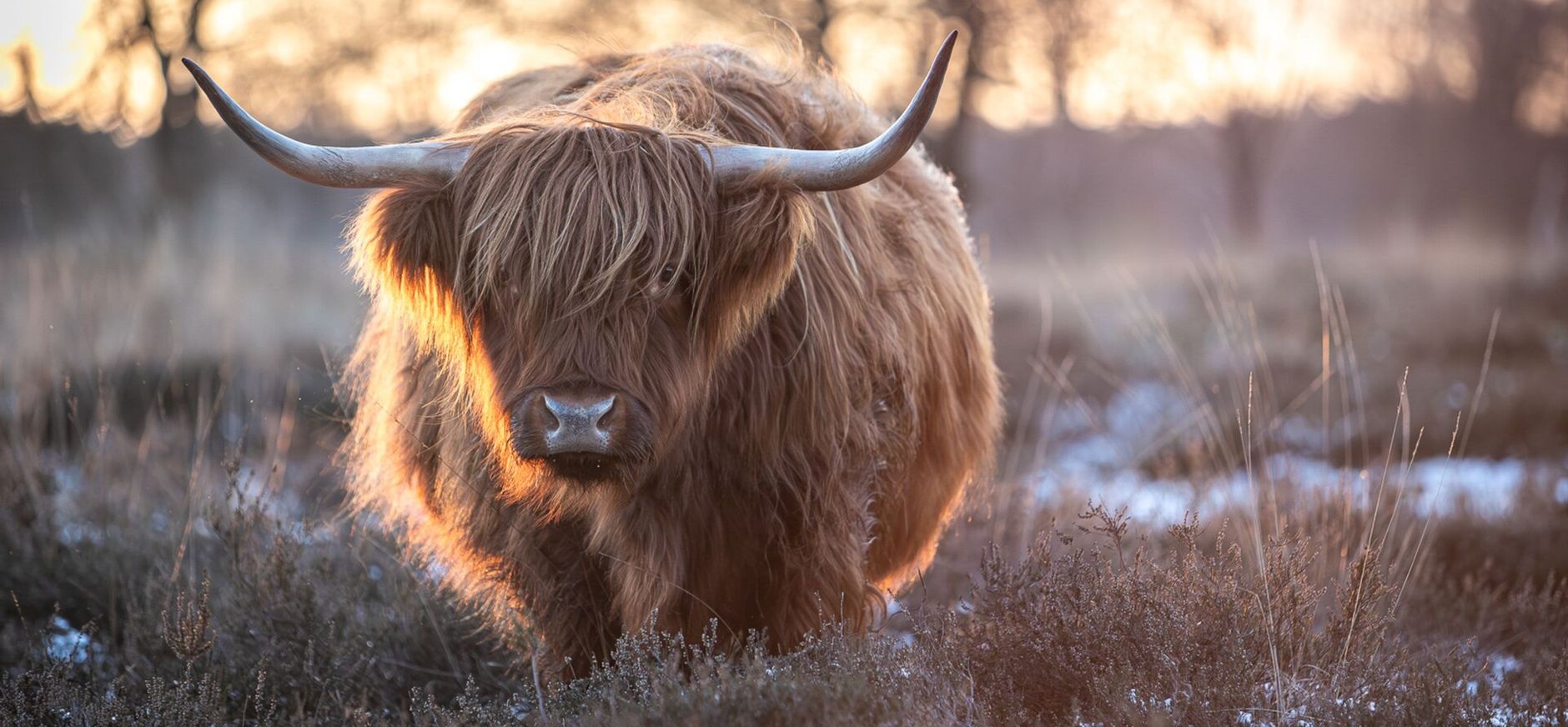 Schotse hooglander