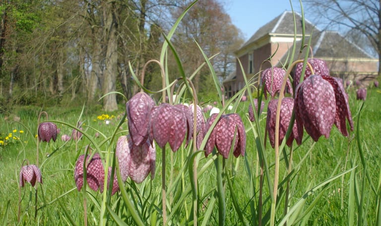 Kievitsbloemen Nijenburg