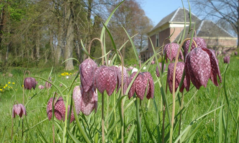 Kievitsbloemen Nijenburg