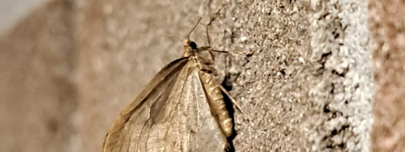 de kleine wintervlinder